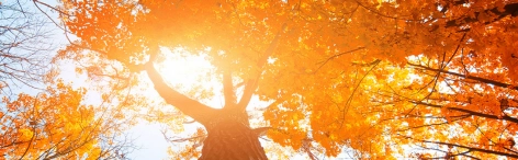 Autumn-trees-charity-seminars-B1
